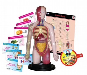 גוף האדם לילדים IAM גוף האדם לילדים IAM